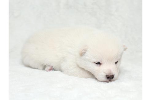 成約済の栃木県の柴犬-28008の2枚目