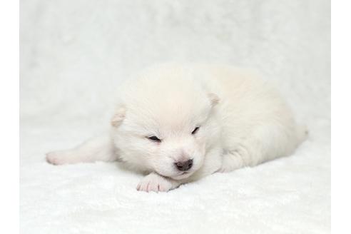 成約済の栃木県の柴犬-28008の3枚目