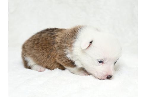 成約済の栃木県のウェルシュコーギーペンブローク-28009の2枚目