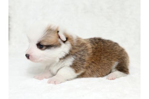 成約済の栃木県のウェルシュコーギーペンブローク-28009の3枚目