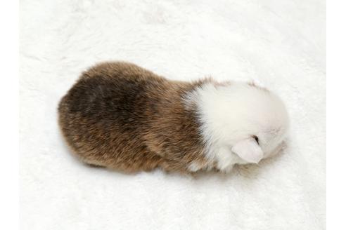 成約済の栃木県のウェルシュコーギーペンブローク-28009の4枚目