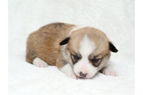 成約済の栃木県のウェルシュコーギーペンブローク-28010の3枚目