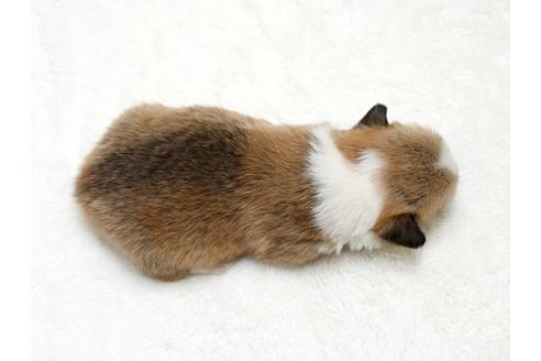 成約済の栃木県のウェルシュコーギーペンブローク-28010の1枚目