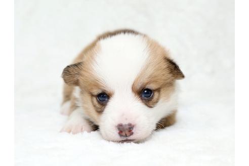 成約済の栃木県のウェルシュコーギーペンブローク-28011の1枚目