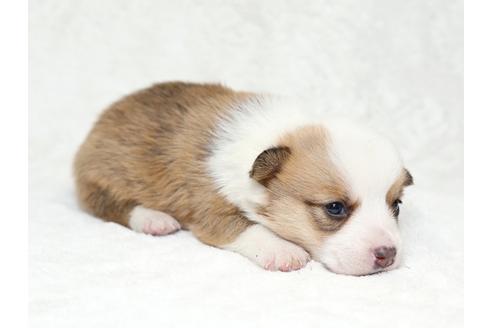 成約済の栃木県のウェルシュコーギーペンブローク-28011の2枚目