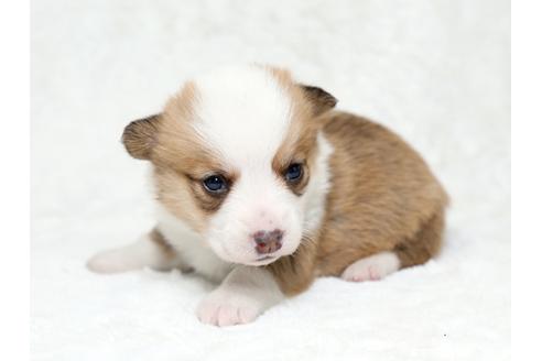 成約済の栃木県のウェルシュコーギーペンブローク-28011の3枚目