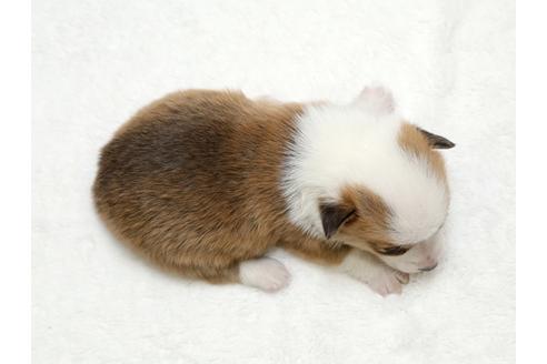 成約済の栃木県のウェルシュコーギーペンブローク-28011の4枚目