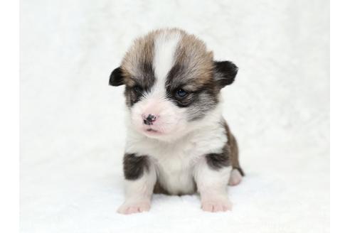 成約済の栃木県のウェルシュコーギーペンブローク-28012の2枚目