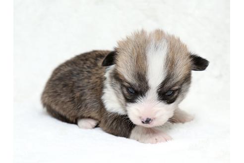 成約済の栃木県のウェルシュコーギーペンブローク-28012の3枚目