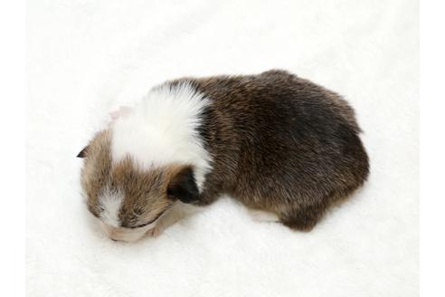 成約済の栃木県のウェルシュコーギーペンブローク-28012の1枚目