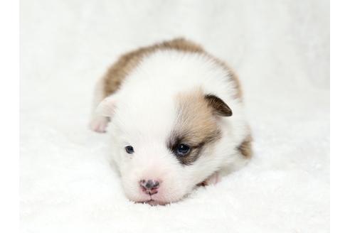 成約済の栃木県のウェルシュコーギーペンブローク-28013の1枚目