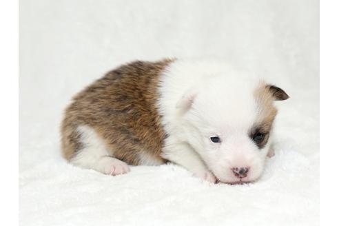 成約済の栃木県のウェルシュコーギーペンブローク-28013の2枚目