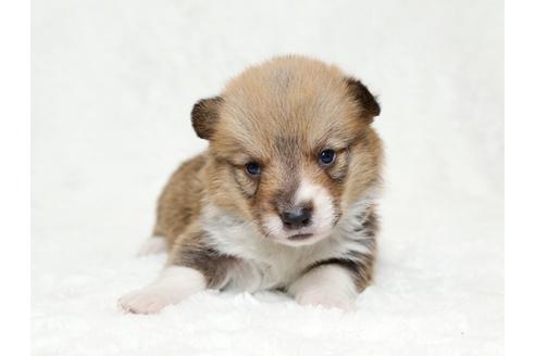 成約済の栃木県のウェルシュコーギーペンブローク-28014の2枚目