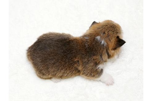 成約済の栃木県のウェルシュコーギーペンブローク-28014の1枚目