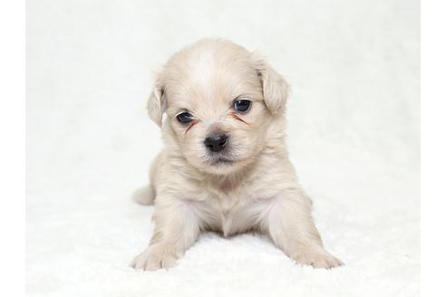 成約済の栃木県のミックス犬-28015の3枚目