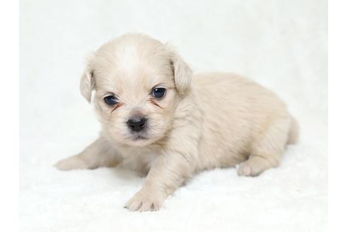 成約済の栃木県のミックス犬-28015の1枚目