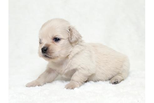 成約済の栃木県のミックス犬-28016の2枚目