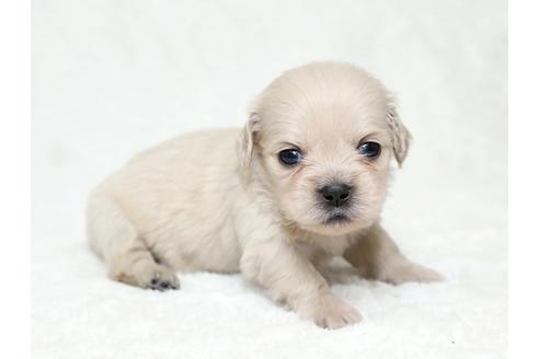 成約済の栃木県のミックス犬-28016の3枚目