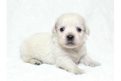 成約済の栃木県のミックス犬-28017の3枚目