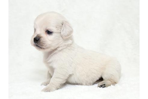 成約済の栃木県のミックス犬-28017の1枚目