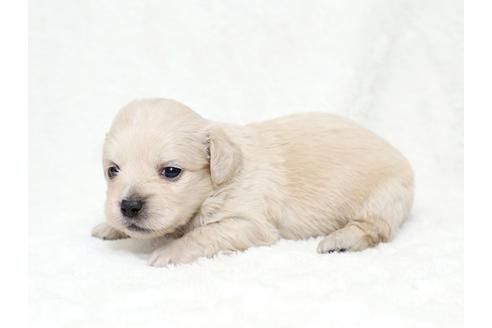 成約済の栃木県のミックス犬-28018の2枚目