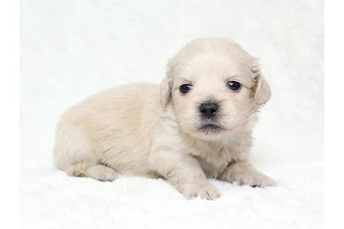 成約済の栃木県のミックス犬-28018の3枚目