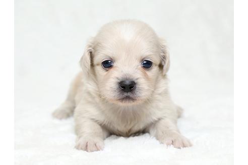 成約済の栃木県のミックス犬-28019の3枚目