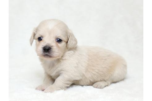 成約済の栃木県のミックス犬-28019の1枚目