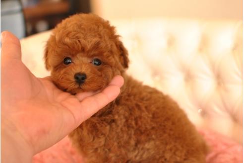 成約済の茨城県のトイプードル-28034の4枚目