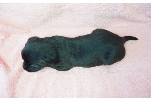 成約済の奈良県のラブラドールレトリーバー-28039の2枚目
