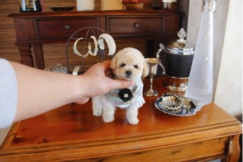 成約済の埼玉県のトイプードル-28052の5枚目