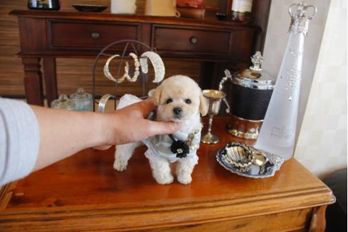 成約済の埼玉県のトイプードル-28052の2枚目