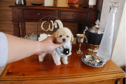 成約済の埼玉県のトイプードル-28052の3枚目