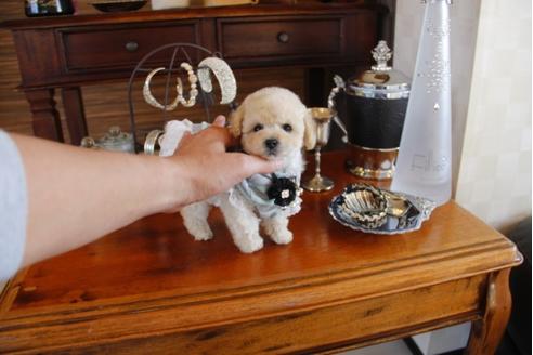 成約済の埼玉県のトイプードル-28052の4枚目