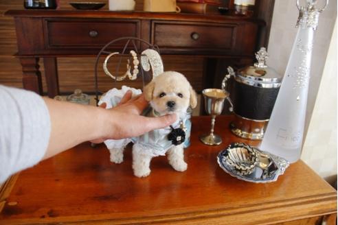 成約済の埼玉県のトイプードル-28052の1枚目