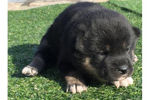 成約済の長崎県の柴犬-28058の1枚目