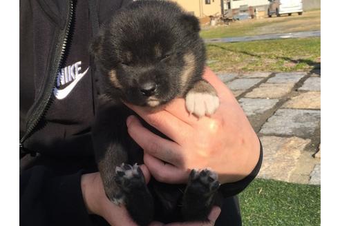 成約済の長崎県の柴犬-28058の2枚目