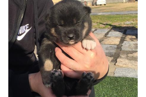 成約済の長崎県の柴犬-28058の3枚目