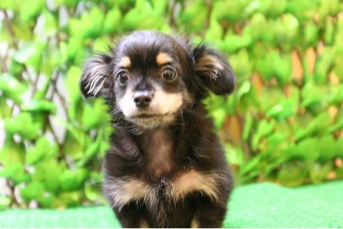 成約済の京都府のチワックス:チワワ×ミニチュアダックスフンド-25858の2枚目