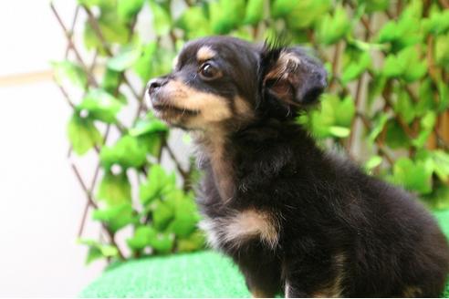 成約済の京都府のチワックス:チワワ×ミニチュアダックスフンド-25858の1枚目