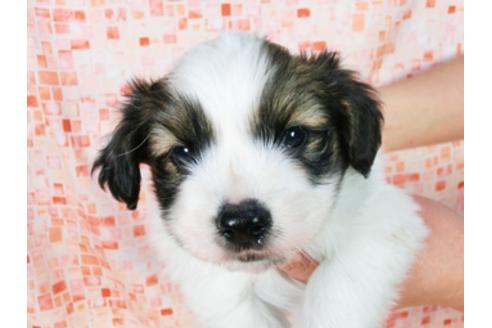 成約済の千葉県のパピヨン-28105の1枚目