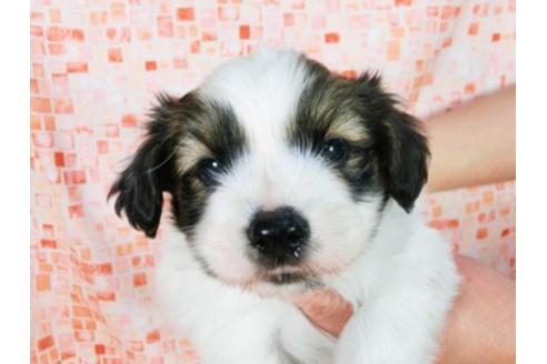 成約済の千葉県のパピヨン-28105の2枚目