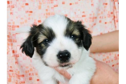 成約済の千葉県のパピヨン-28105の3枚目