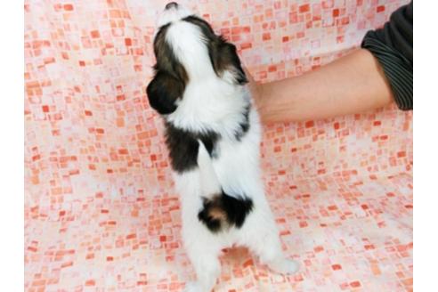 成約済の千葉県のパピヨン-28105の4枚目