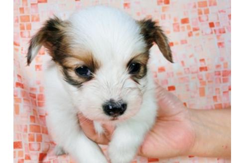 成約済の千葉県のパピヨン-28106の1枚目