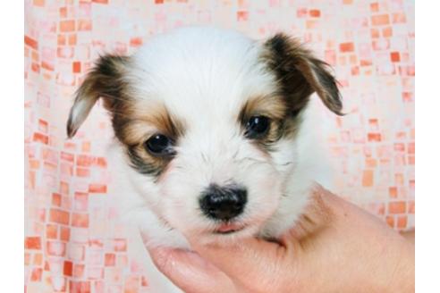 成約済の千葉県のパピヨン-28106の2枚目