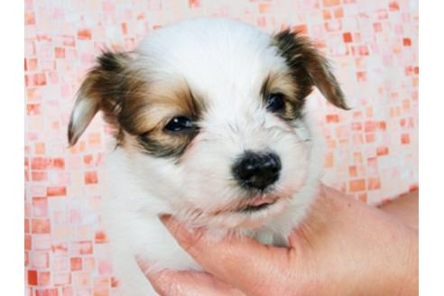 成約済の千葉県のパピヨン-28106の3枚目