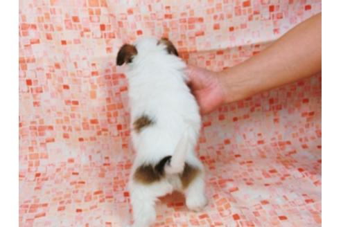 成約済の千葉県のパピヨン-28106の4枚目