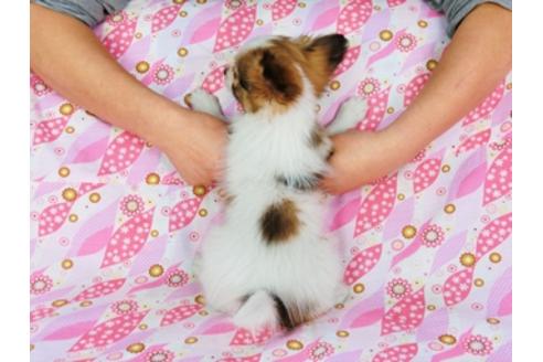 成約済の千葉県のパピヨン-28107の2枚目