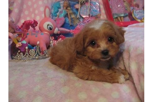 成約済の静岡県のミックス犬-28132の5枚目